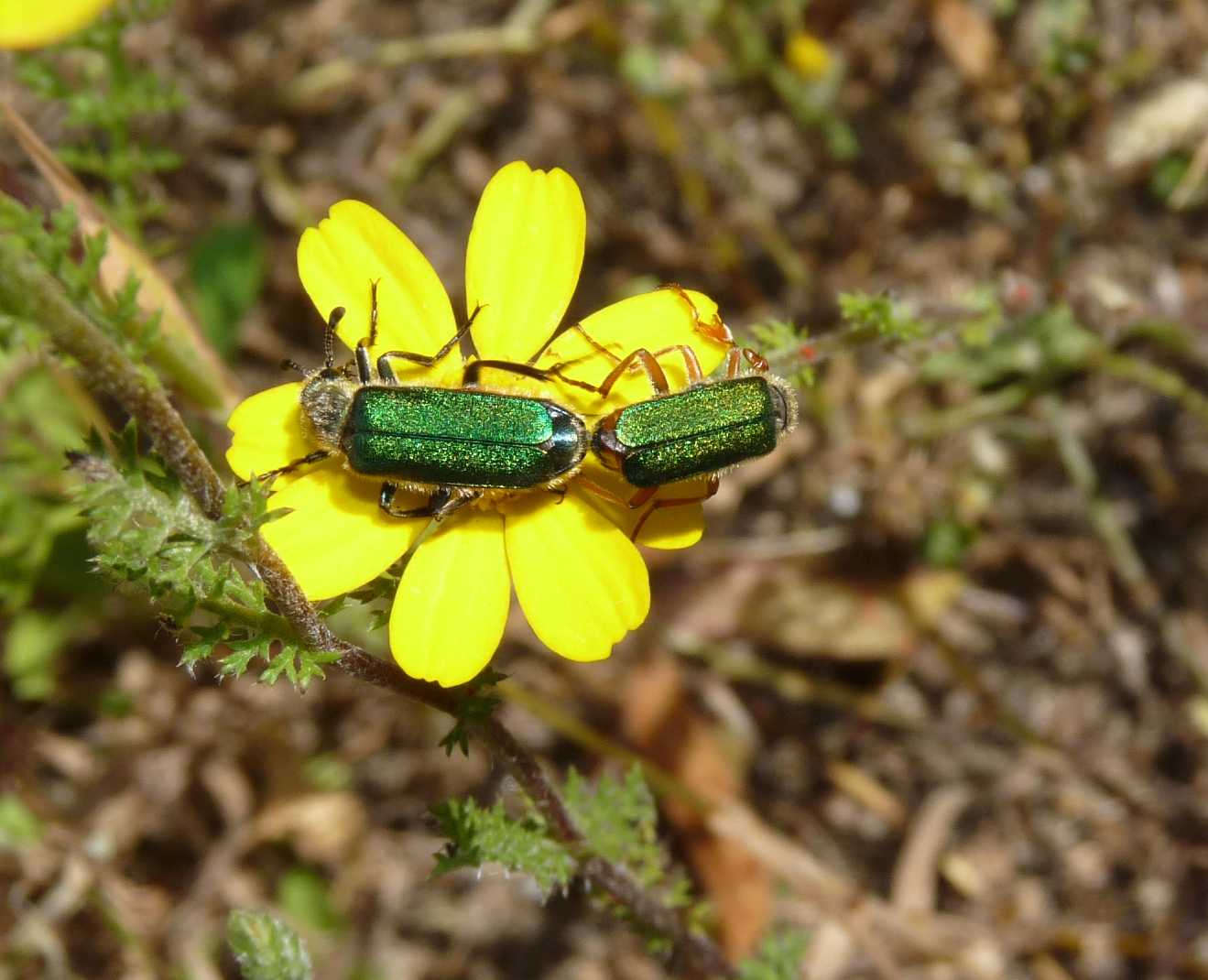 Coleoptera bello e bizzarro: Cerocoma schreberi (Meloidae)